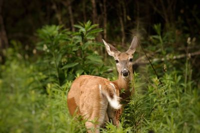 Portrait of deer standing on field