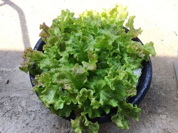 High angle view of vegetables