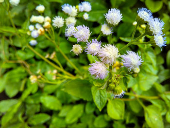 Close-up of purple flowers