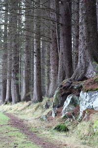 Trees in forest