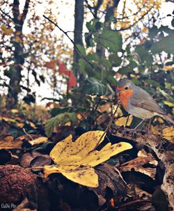 Close-up of bird perching on tree