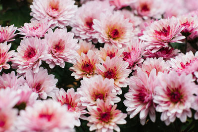 Pink chrysanthemum multiflora with a dark center in autumn in the garden