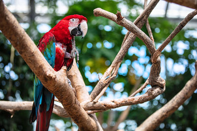 Low angle view of parrot perching on tree