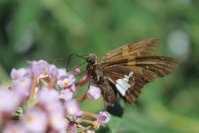 Close-up of moth on flower