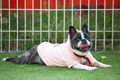 Portrait of dog relaxing on grass