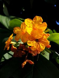 Close-up of yellow flowers blooming outdoors