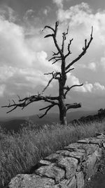 Bare tree on landscape against sky