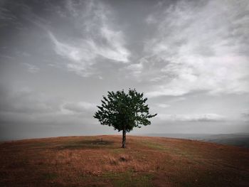 Lonely tree in the middle of a field on a cloudy day