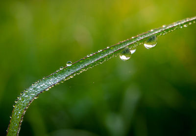 Close-up of water drops on plant