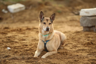 Portrait of dog on field