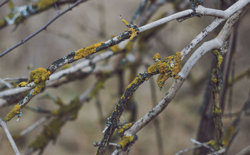 Close-up of plant on snow