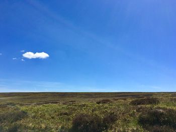 Scenic view of field against blue sky