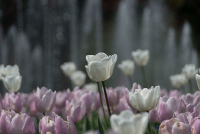 Close-up of flowers blooming outdoors