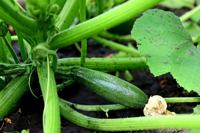 Full frame shot of plant