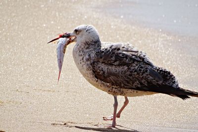 Close-up of bird on water