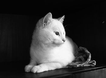 Close-up of cat sitting against black background