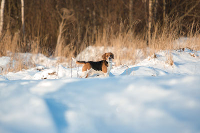 View of dog on snow covered land