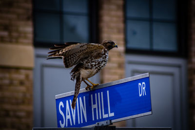 Bird perching on a sign