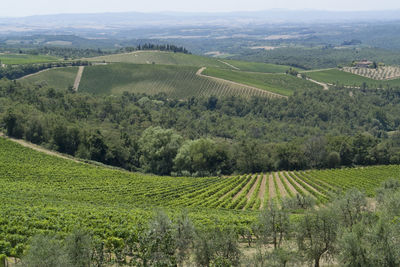 Scenic view of vineyard