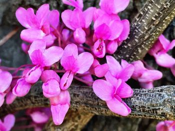 Close-up of pink flower