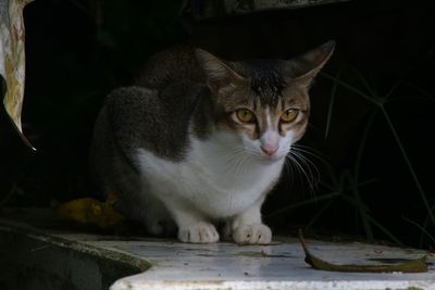 Portrait of cat sitting outdoors
