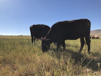 Horse grazing on field against clear sky