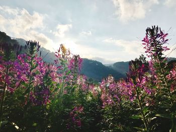 Purple flowering plants on field against sky