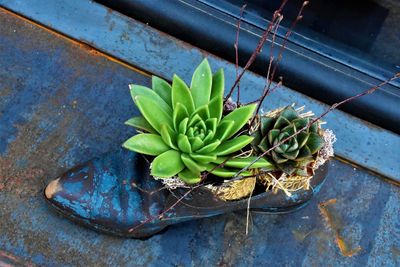 High angle view of succulent plant on window sill
