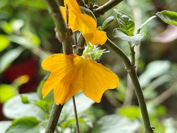 Close-up of yellow flowering plant