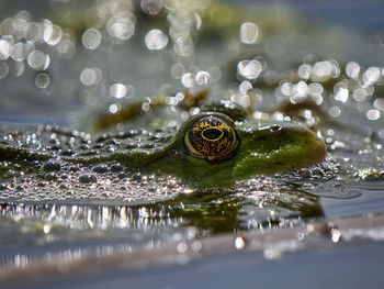 Close-up of water surface level of lake