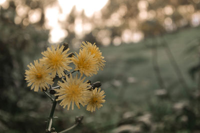 Close-up of yellow flowering plant on field