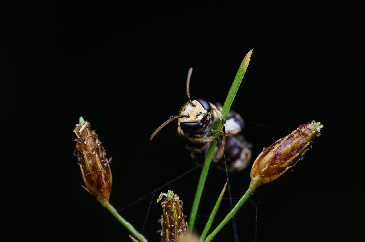 CLOSE-UP OF HOUSEFLY ON FLOWER