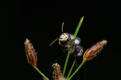 Close-up of insect on flower