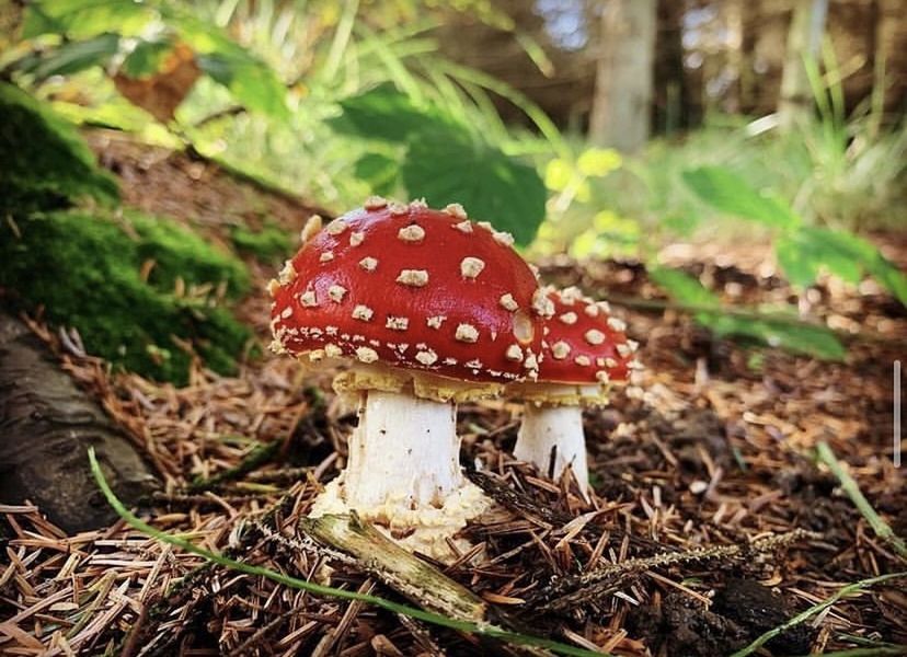 Fly agaric 🍄 Exploring Forest Photography Outdoors Faeries  Forest Woods Fly Agaric Mushroom Fungus Fly Agaric Mushroom Vegetable Plant Food Land Growth Forest Toadstool Agaric Nature WoodLand Tree Poisonous Close-up Spotted Edible Mushroom Autumn Focus On Foreground