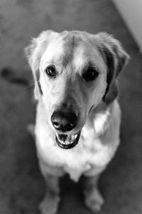 Close-up portrait of dog