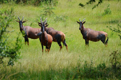 Side view of deer on field