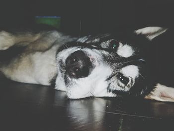 Close-up portrait of dog relaxing at home