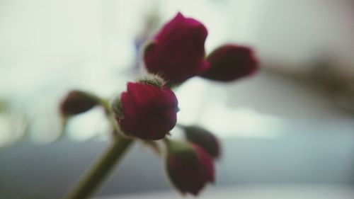 Close-up of red flower