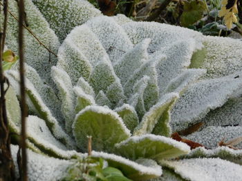 Close-up of frozen plant