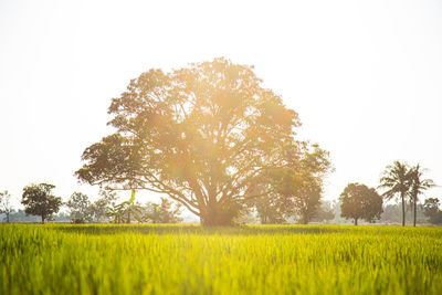 Scenic view of field against clear sky