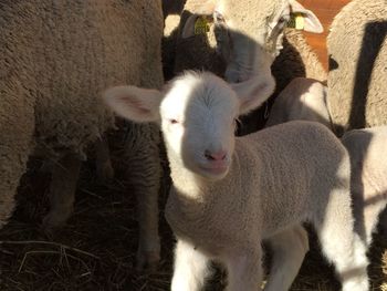 Portrait of sheep standing outdoors