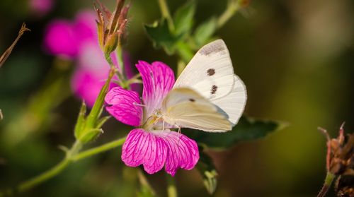 Close-up of butterfly pollinating on purple flower