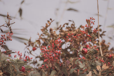 Close-up of red flowers growing on tree