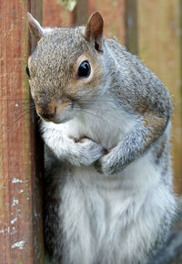 Close-up portrait of squirrel