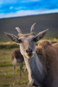 Portrait of giraffe on field against sky