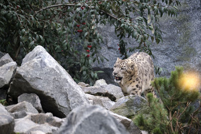 View of a cat on rock