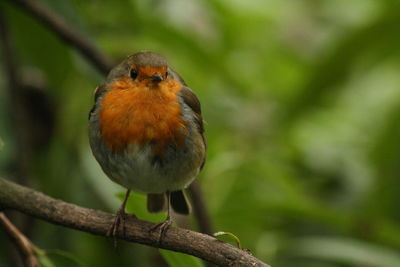 Close-up of bird perching outdoors