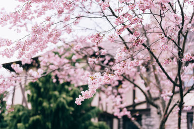 Pink cherry blossoms in spring