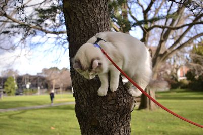 View of a horse on tree trunk