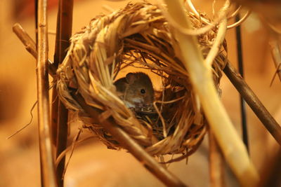 Close-up of birds in nest